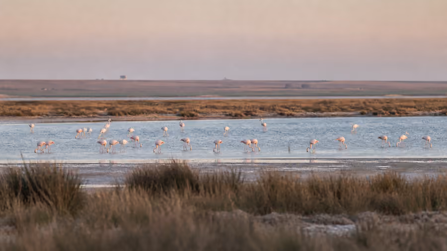 Recreación editorial de flamencos observados a distancia en la Laguna de Pétrola