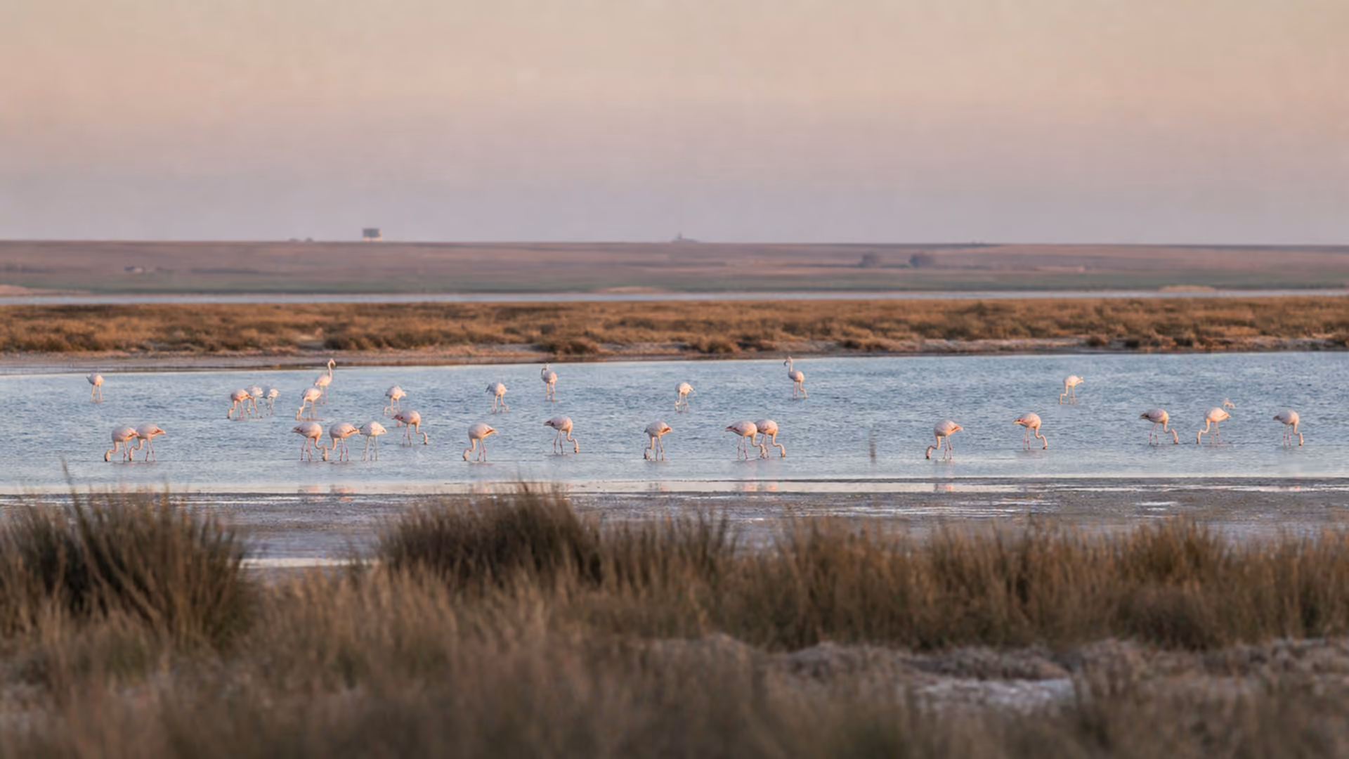 Recreación editorial de flamencos observados a distancia en la Laguna de Pétrola