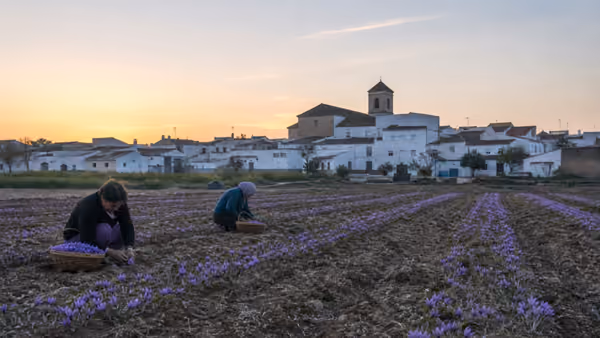 Recreación editorial de dos personas recogiendo rosa del azafrán en un campo al amanecer, con el pueblo al fondo