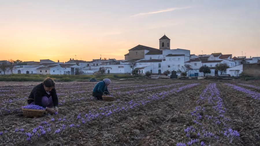 Recreación editorial de dos personas recogiendo rosa del azafrán en un campo al amanecer, con el pueblo al fondo