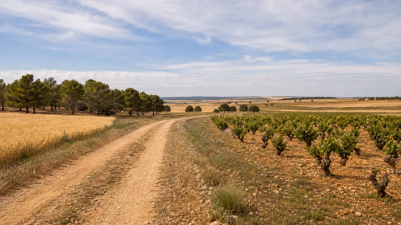 Recreación visual del entorno de pinares y viñedo de Casas de los Pinos, Cuenca.