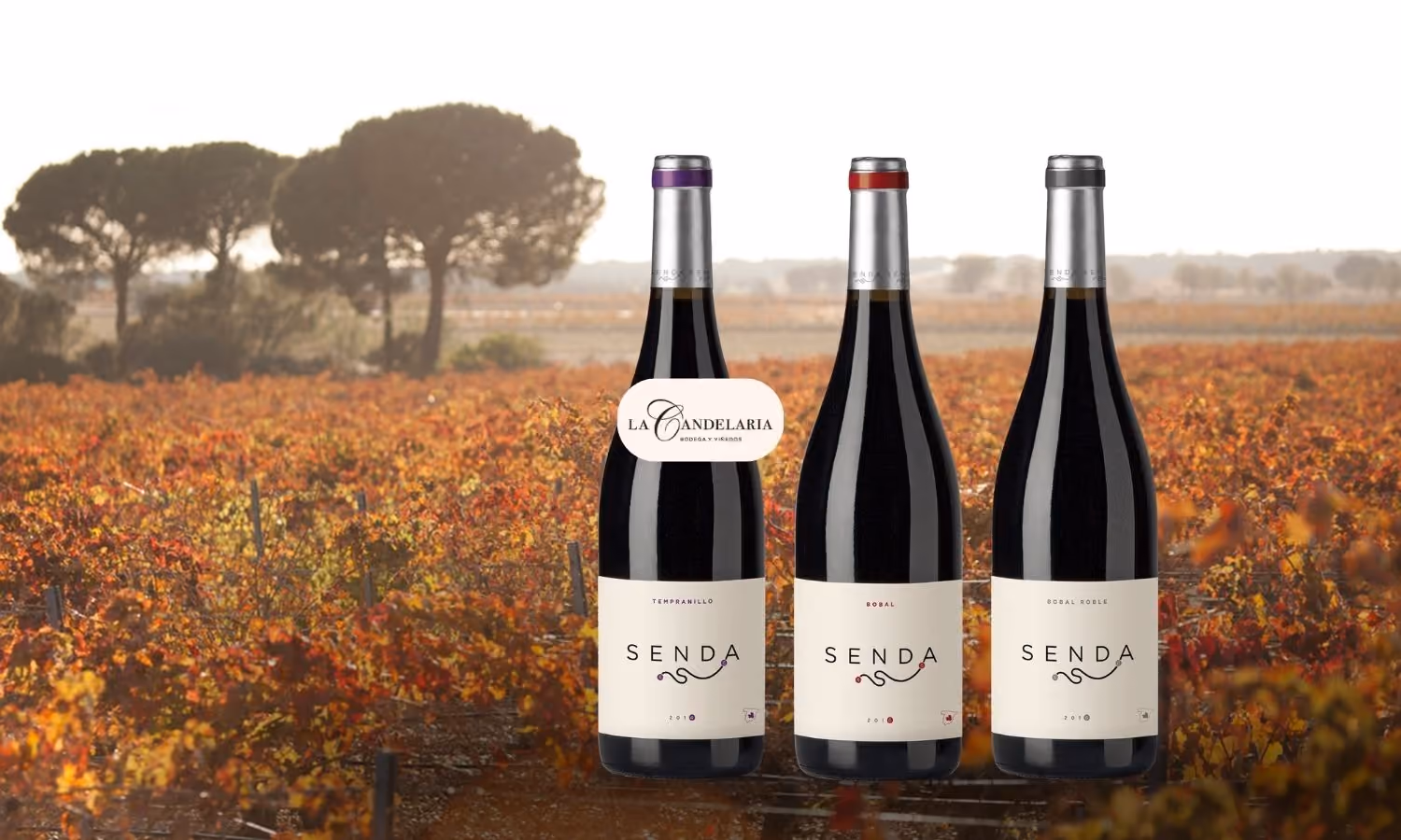 Bodega La Candelaria en Casas de los Pinos
