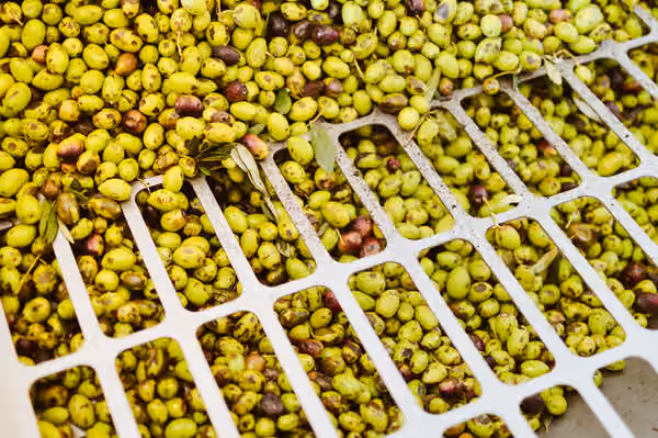 Diferencia entre DOP e IGP: cómo elegir productos locales con origen