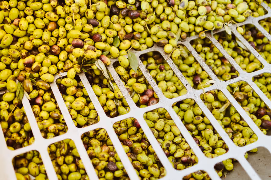 Diferencia entre DOP e IGP: cómo elegir productos locales con origen