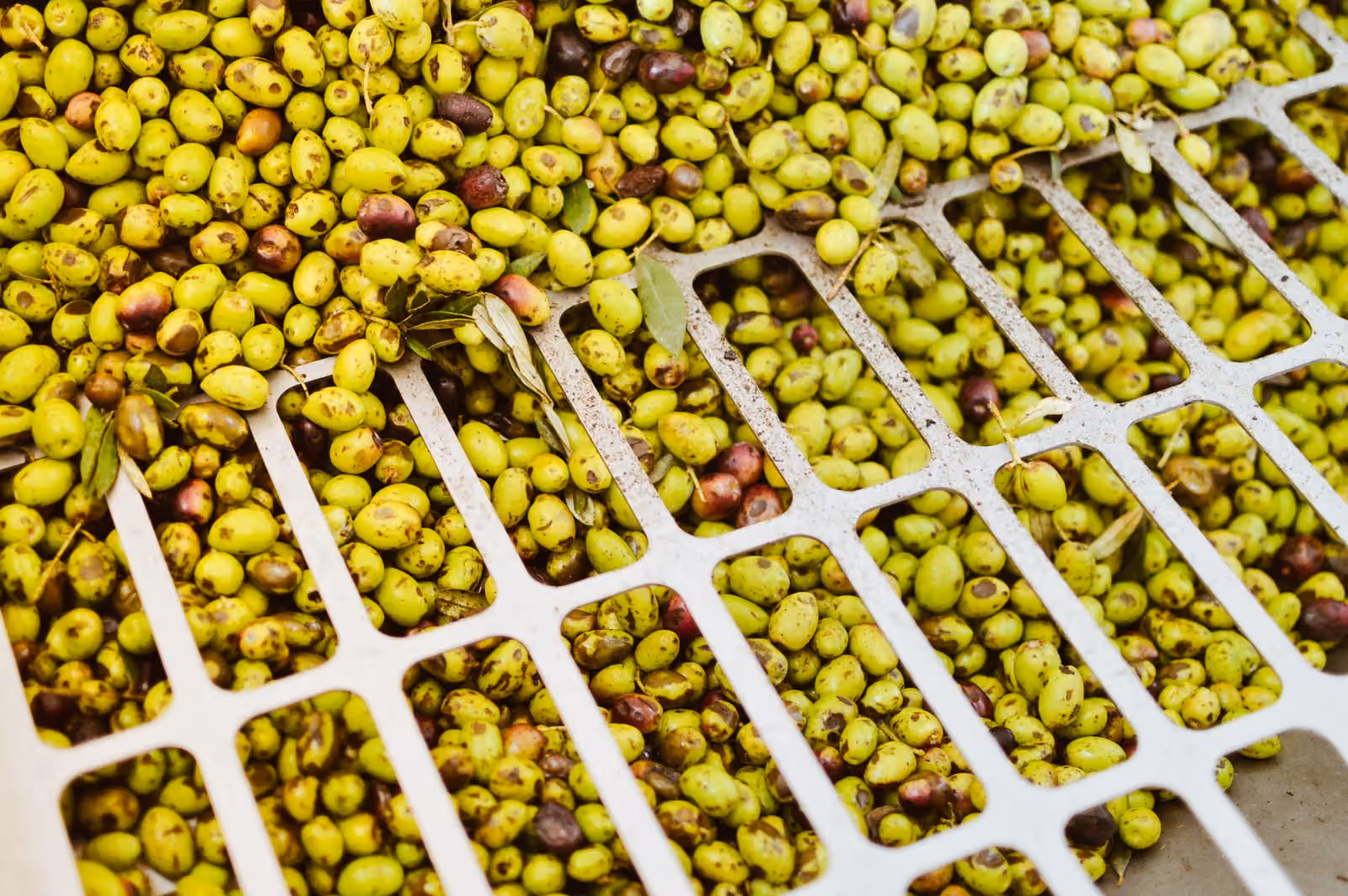 Diferencia entre DOP e IGP: cómo elegir productos locales con origen