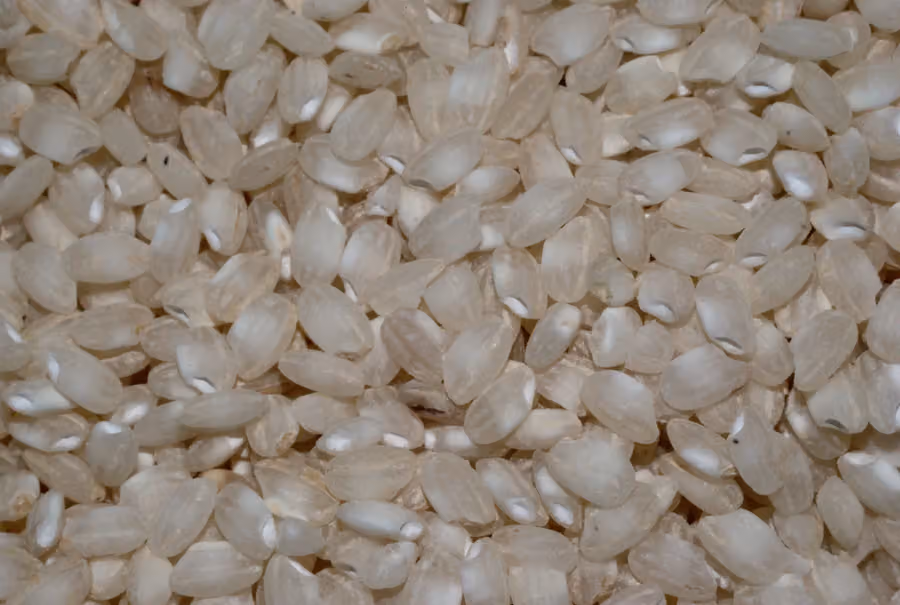 Detalle de granos de arroz crudo descritos como arroz de Calasparra por el fotógrafo, sin envase ni certificación visibles
