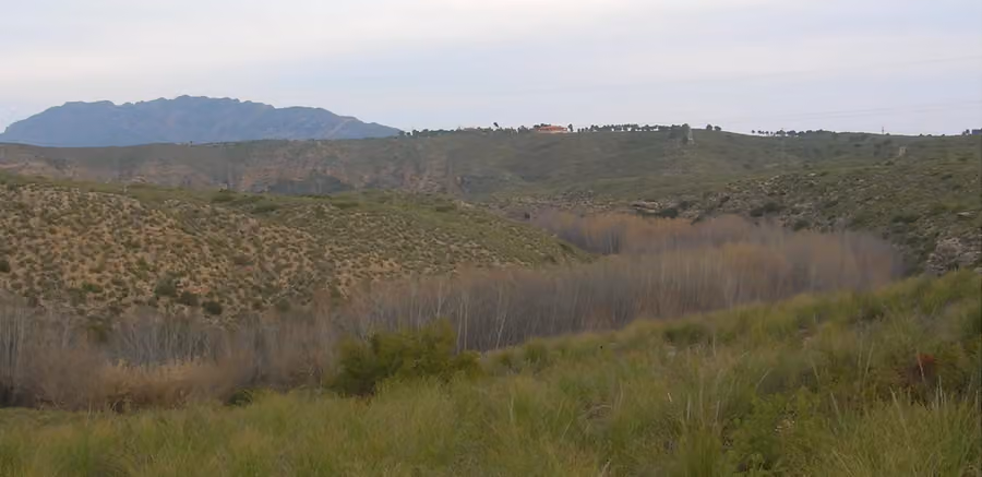 Bosque de ribera de Cañaverosa junto al Segura en una fotografía de febrero de 2006, con árboles sin hojas y laderas al fondo