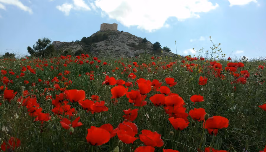 Castillo de Castalla sobre un cerro con amapolas rojas en primer plano
