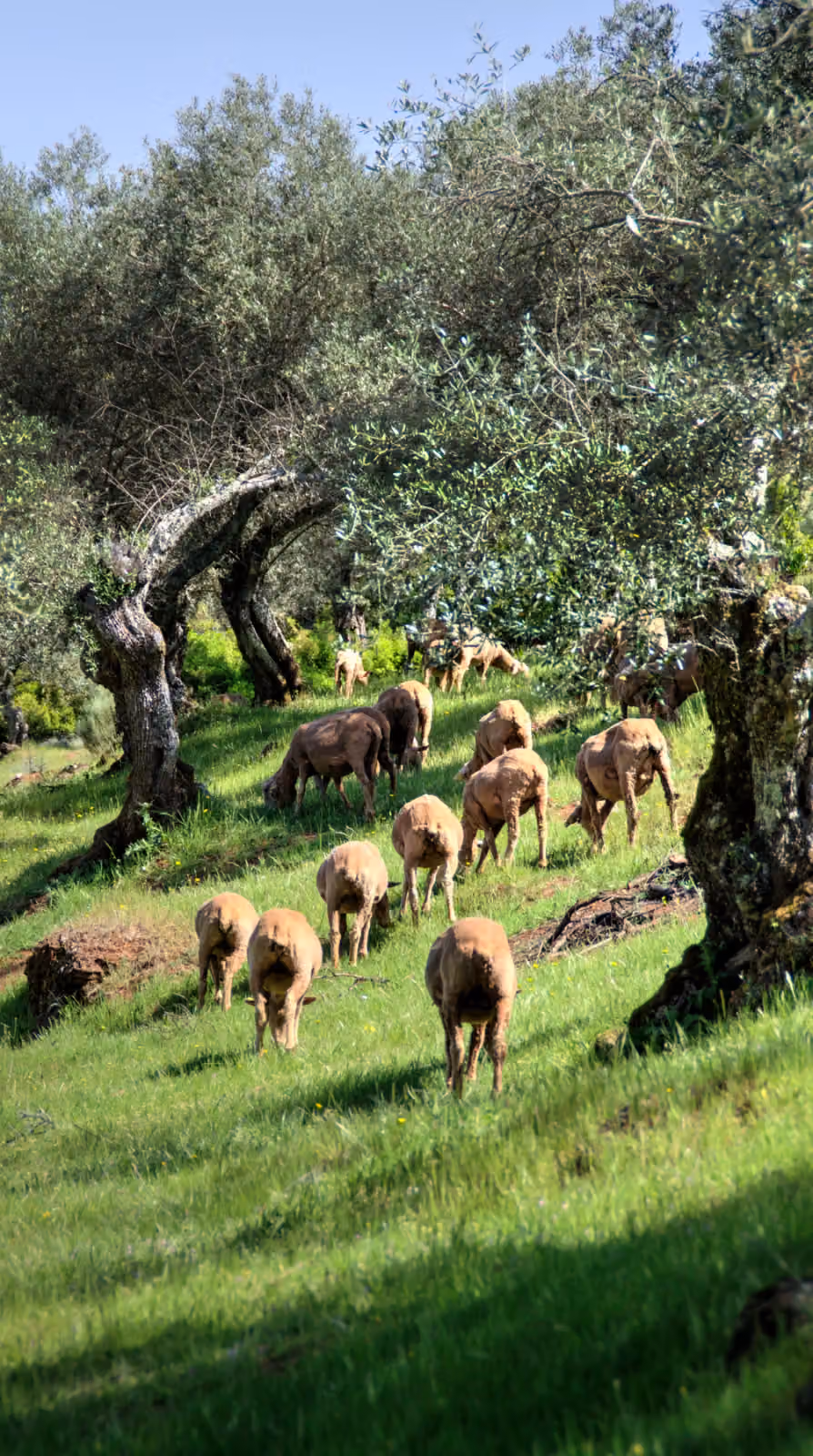 Cerdos entre olivos y hierba en la Sierra de Alor, fotografiados en primavera