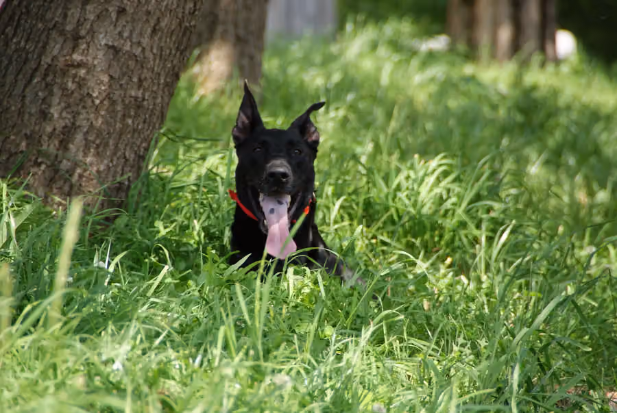 Turismo rural con perros: cómo elegir alojamiento y preparar la escapada