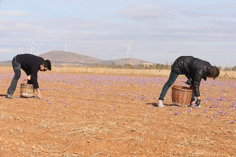 Dos personas recogen flores de azafrán con cestas en un campo de Madridejos, en noviembre de 2017