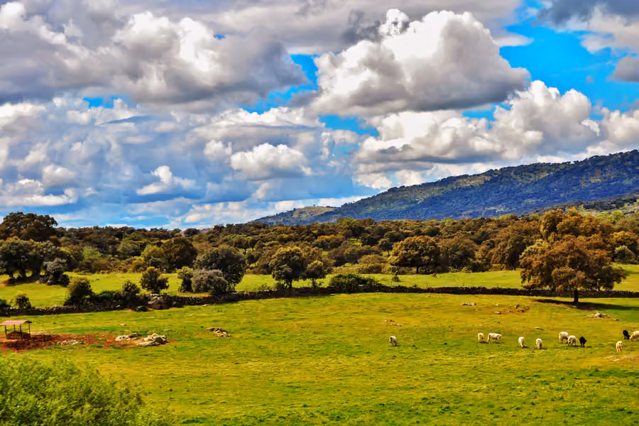 Comida típica de Extremadura: qué probar y qué comprar en sus pueblos